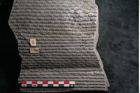 Foto (Detailansicht) von Sigillaria sp.  (NHMW-GEO-2024-0188-11101)